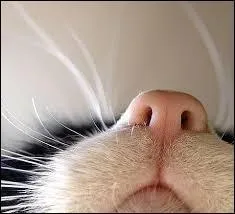 Comment appelle-t-on le nez du chat ?