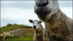 Comment appelle-t-on le nez du mouton ?