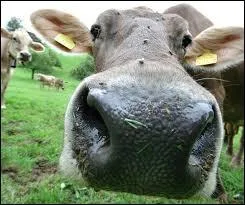 Comment appelle-t-on le nez de la vache ?