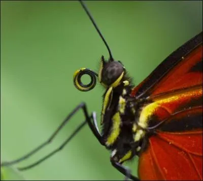 Comment appelle-t-on le nez du papillon ?