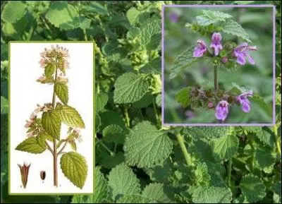 Plante herbacée utilisée pour ses fonctions anti-dépressives !