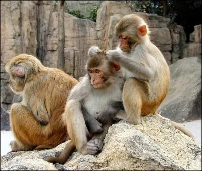 Singe macaque rhésus d'Asie !
