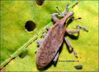 Charançon ravageur !