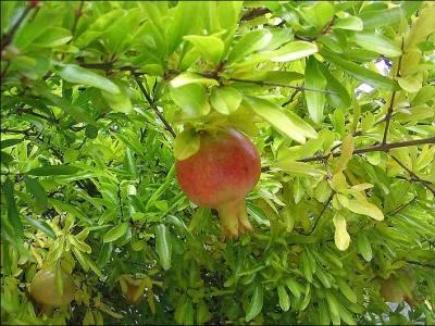 Eclatez-vous en trouvant le nom du fruit du grenadier !