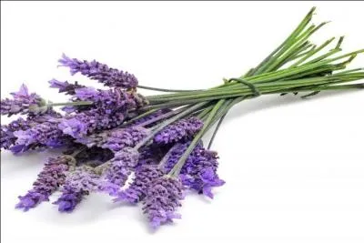 Cette jolie fleur représente la couleur...