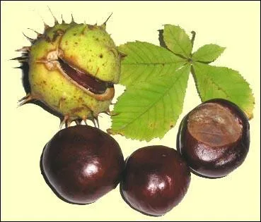 Ne pas confondre ce fruit toxique avec la châtaigne comestible ! Il donne son nom à la couleur...