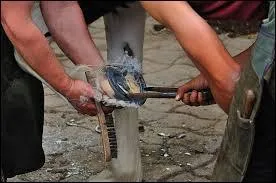 A quelle fréquence le cheval doit-il être referré ?