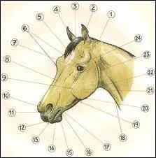 Quel est le nom du petit 8 sur l'image ci contre ?