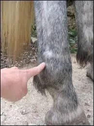 Quel est le nom de cette partie du membre du cheval ?