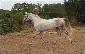 Le trot est une allure à...