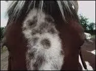 Comment s'appelle cette marque en tête ?