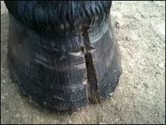 Comment s'appelle cette atteinte de la corne ?