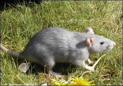 Celui-ci, c'est un film connu de tous !