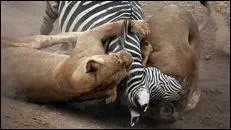 Si vous voulez avoir la chance de voir cette série de films, allez sur la chaîne 58 Nat geo wild ! Et pour vous aider à trouver son titre : c'est un monde impitoyable !