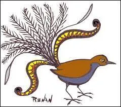 Quelle est la particularité de l'oiseau-lyre ?