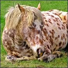 Arriverez-vous à deviner la robe de ce cheval ?