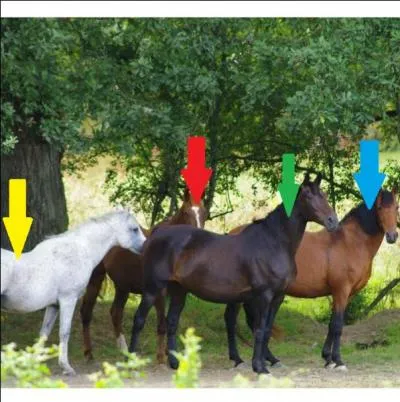 Lequel de ces chevaux a une robe bai ?