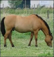 Quelle est la robe de ce cheval ?