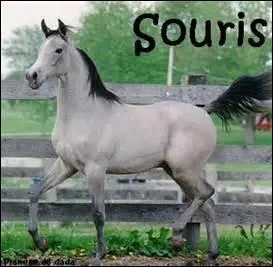La caractéristique d'un cheval "souris" :