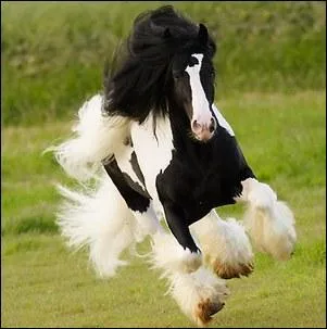 La robe de ce cheval...