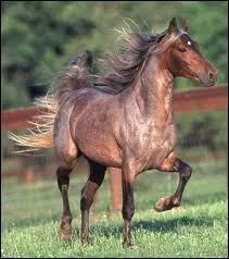 Est-ce que la robe de couleur rouanne existe ?