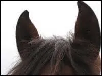 Quand le cheval a les oreilles vers l'avant, cela veut dire qu'il est :