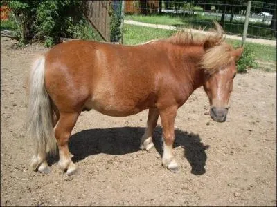 D'où vient le Shetland ?