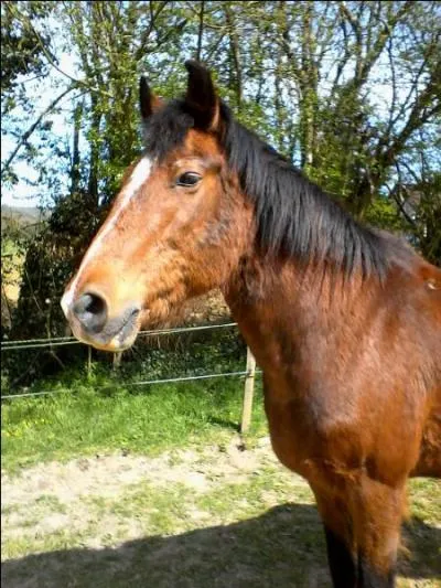 Comment s'appelle la crinière entre les oreilles ?