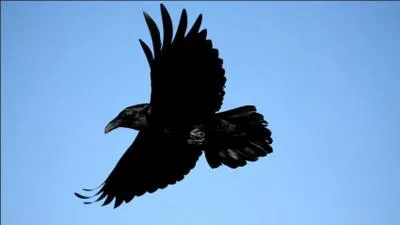 Quel est le pouvoir du Corbeau (du Rubis) ?