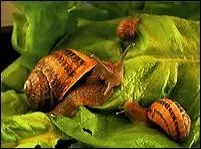 Que vont préférer certains ?