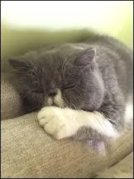 Qui a un chat qui se nomme Jumbo ?