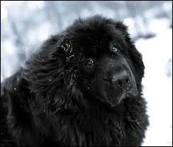 Quelle est la race de ce chien ?