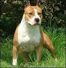 Quelle est la race de ce chien ?