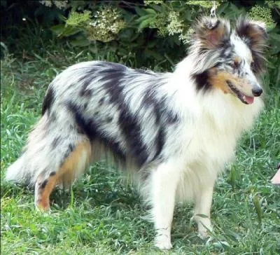 Quelle est la race de ce chien ?