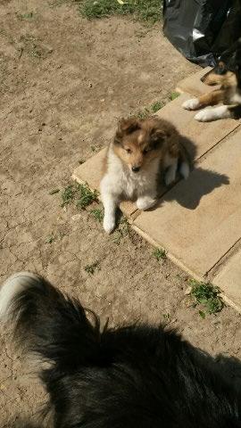 Quiz Races de chiens