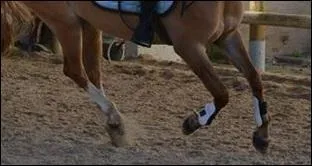 Pour un départ au galop à gauche, je place mes aides :