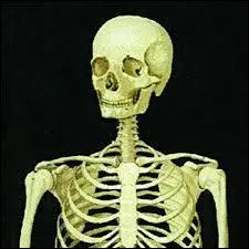 Combien d'os le squelette d'un adulte comporte-t-il ?