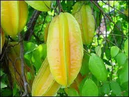 Quand on coupe une carambole on peut distinguer :