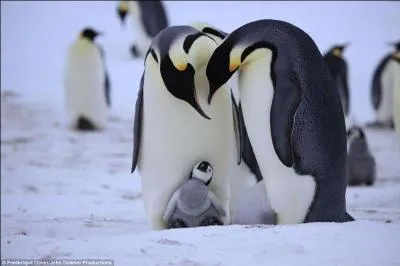 Peut-il respirer sous l'eau ?