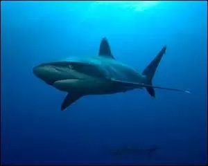 Combien, normalement, un requin a-t-il de dents ?