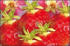 Pour quelle raison la floraison de ces fraisiers "vivarosa" est-elle encore plus ornementale que celles des autres ?