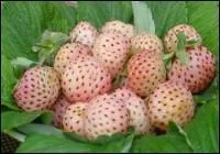 Et pour une douceur sans pareille, celle des fraises anciennes à la chair sucrée et douce en bouche, d'arôme subtil. Voilà la reine des fraises, blanche à peine rosissante ! J'ai nommé :