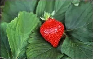 Cette variété porte le nom d'une expression latine chantante, mais nul besoin d'instruments.