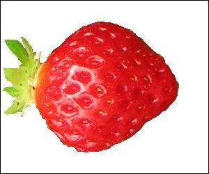 Elle a une belle couleur brillante et est très parfumée. Elle porte le nom de la capitale des Philippines.