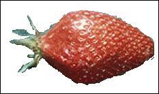 Voilà un beau fruit allongé, rouge groseille très brillant dont la chair est très ferme. Elle porte approximativement le nom d'une pierre précieuse.