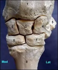 Comment s'appelle cet os ?