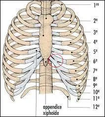 Comment s'appelle cet os ?