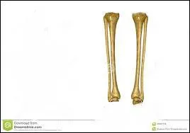 Comment s'appelle cet os ?