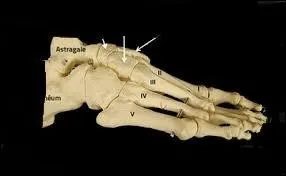 Où se situe cet os ?