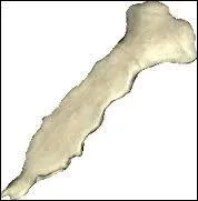 Comment s'appelle cet os ?